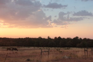 oklahoma natural beef land1