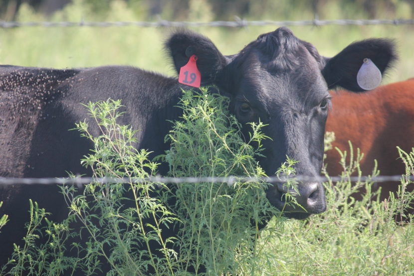 oklahoma natural beef 9820