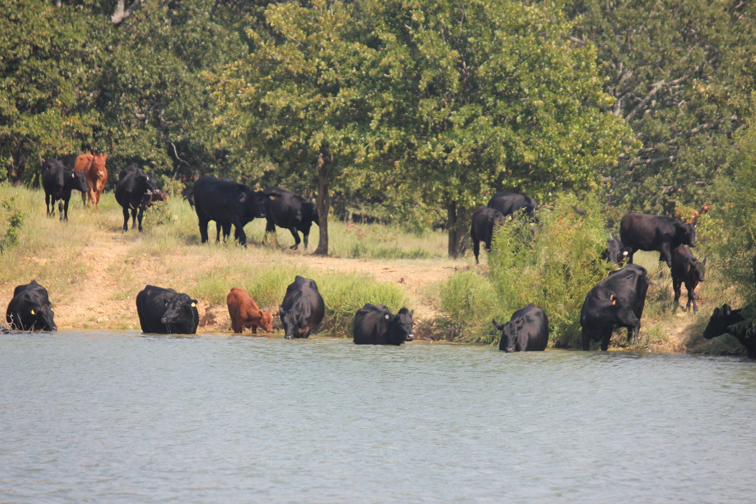 oklahoma-natural-beef-98