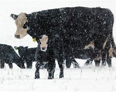 oklahoma natural beef calf snow
