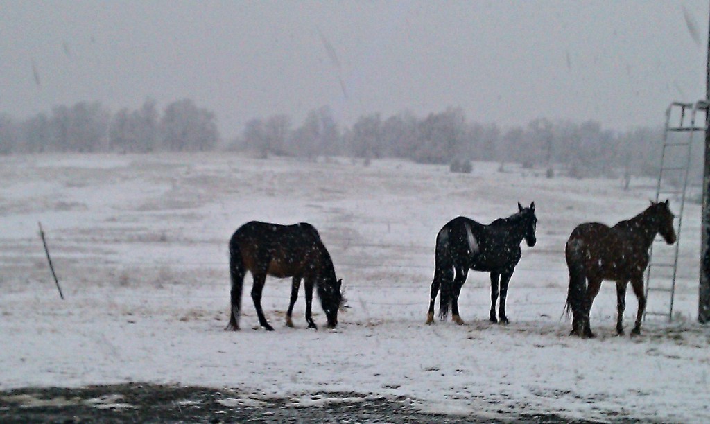 oklahoma natural beef horsesinsnow